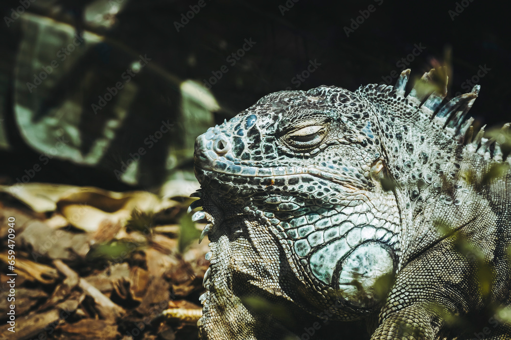 Obraz premium Portrait d'un magnifique iguane vert dans un vivarium
