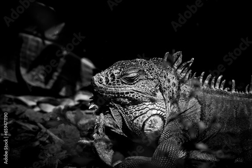 Portrait d un magnifique iguane vert dans un vivarium