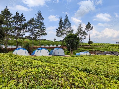 Enjoy camping with several tents amidst the beautiful expanse of green tea provided by the local community located in Pangalengan Bandung, Indonesia. Enjoy  weekend or holiday with new experiences photo