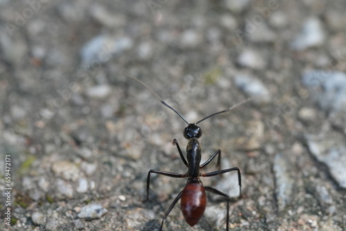 Dinomyrmex gigas, commonly known as the Giant Gliding Ant, is a remarkable species of large predatory ant native to the rainforests of Southeast Asia. |巨型森林螞蟻