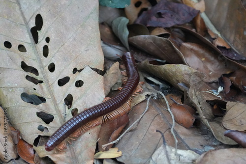 Sechelleptus seychellarum, commonly known as the Seychelles Giant Millipede, is a species of millipede that is native to the Seychelles|千足蟲|馬陸 photo