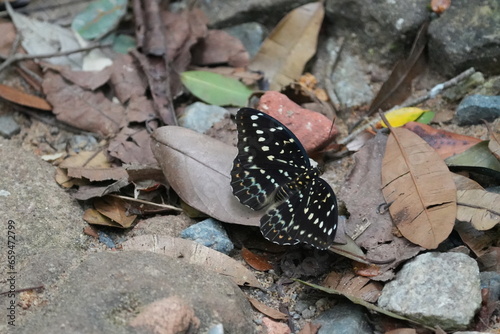 Lexias pardalis, commonly known as the Leopard Lacewing, is a species of butterfly belonging to the family Nymphalidae. |小豹律蛱蝶 photo
