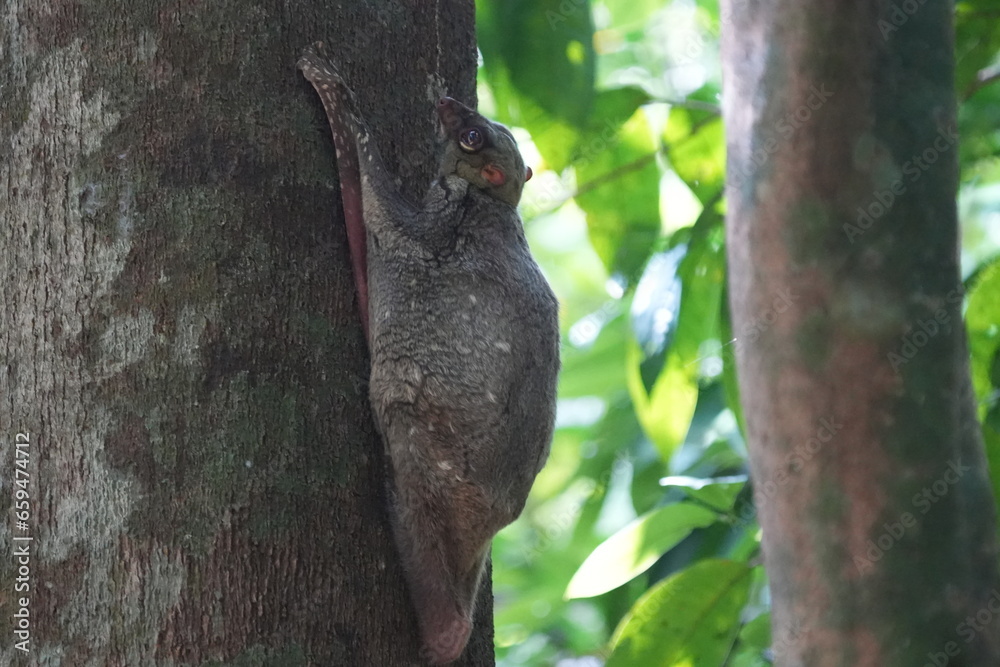 Colugos, also known as flying lemurs (although they are not lemurs and cannot truly fly), are a unique and interesting group of mammals found in Southeast Asia. |鼯猴 Colugos, also known as flying lemurs (although they are not lemurs and cannot truly fly), are a unique and interesting group of mammals found in Southeast Asia. |鼯猴
