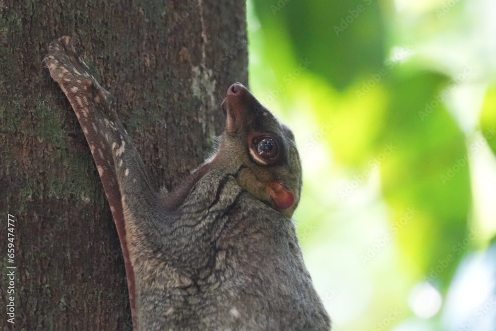 Colugos, also known as flying lemurs (although they are not lemurs and cannot truly fly), are a unique and interesting group of mammals found in Southeast Asia. |鼯猴 Colugos, also known as flying lemurs (although they are not lemurs and cannot truly fly), are a unique and interesting group of mammals found in Southeast Asia. |鼯猴