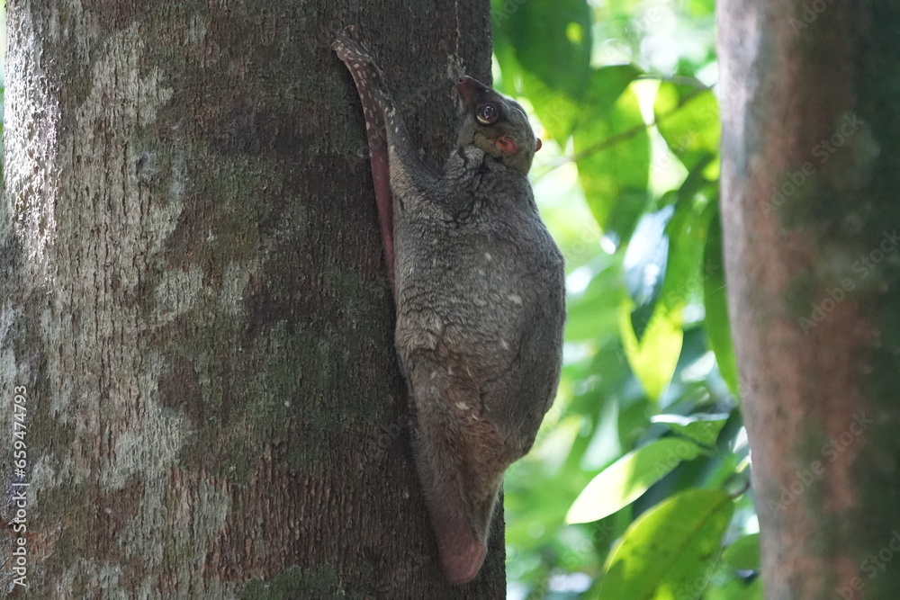 Obraz premium Colugos, also known as flying lemurs (although they are not lemurs and cannot truly fly), are a unique and interesting group of mammals found in Southeast Asia. |鼯猴
