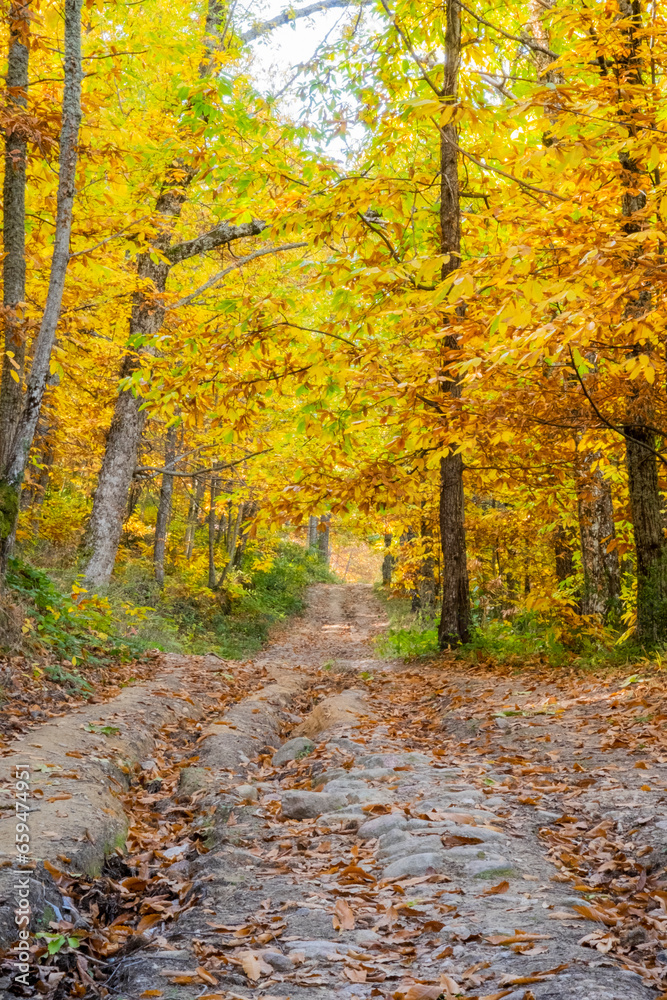 Fototapeta premium A dirt road in the middle of a spectacular chestnut forest with its golden colored leaves
