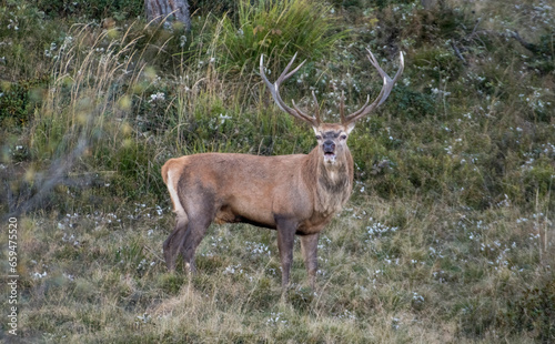 Obraz na płótnie Wild european wild deer stag (Cervus elaphus) bellowing in an alpine meadow at dusk during mating season, Alps mountains, Italy. Animals in the wild. w salonie