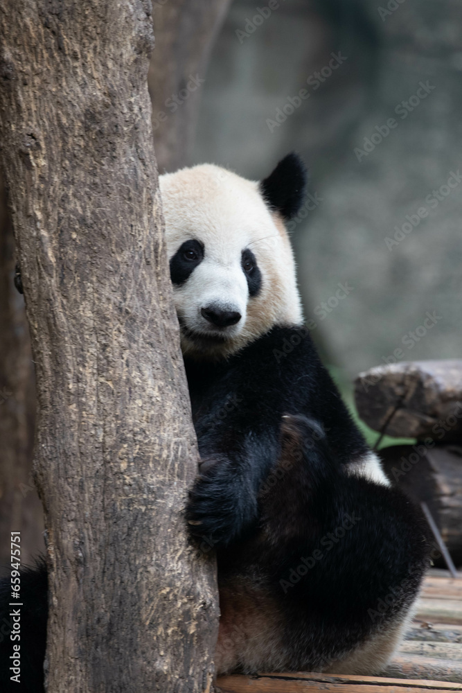 Cute Panda hide herself behind the tree, Chongqing, China Cute Panda hide herself behind the tree, Chongqing, China