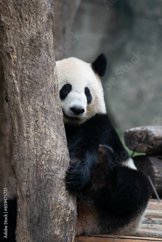 Cute Panda hide herself  behind the tree, Chongqing, China © foreverhappy