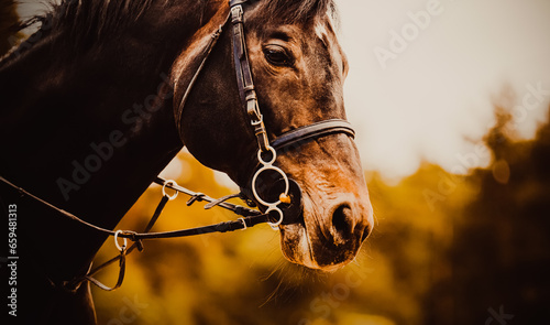 The portrait of a bay horse with a bridle on its face an autumn day. It showcases the world of equestrian sports and horseback riding, highlighting the elegance and grace of beloved activity.