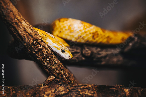 Portrait d'un joli petit serpent des blés ou Pantherophis Guttatus dans un terrarium photo