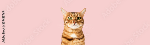 Sad or upset face of a domestic cat on a pink background.