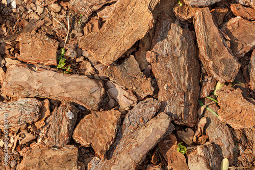 Dry tree bark texture