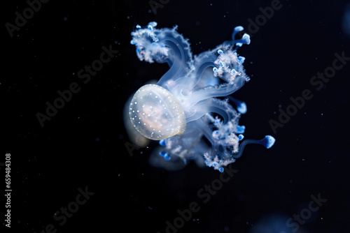 underwater shot of a beautiful Australian Spotted Jellyfish © Minakryn Ruslan 