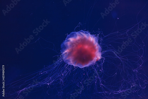 underwater photography of a beautiful lion's mane jellyfish cyanea capillata