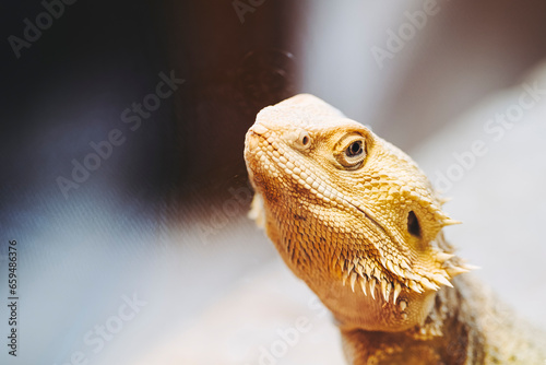 Portrait d'un reptile dragon barbu ou Pogona vitticeps