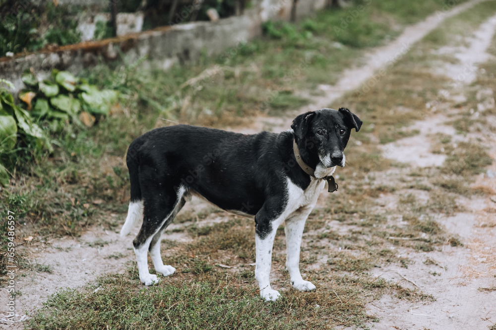 Portrait of an old black and white mongrel dog outdoors in the village. Photograph of an animal, pet.