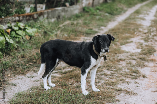 Portrait of an old black and white mongrel dog outdoors in the village. Photograph of an animal  pet.