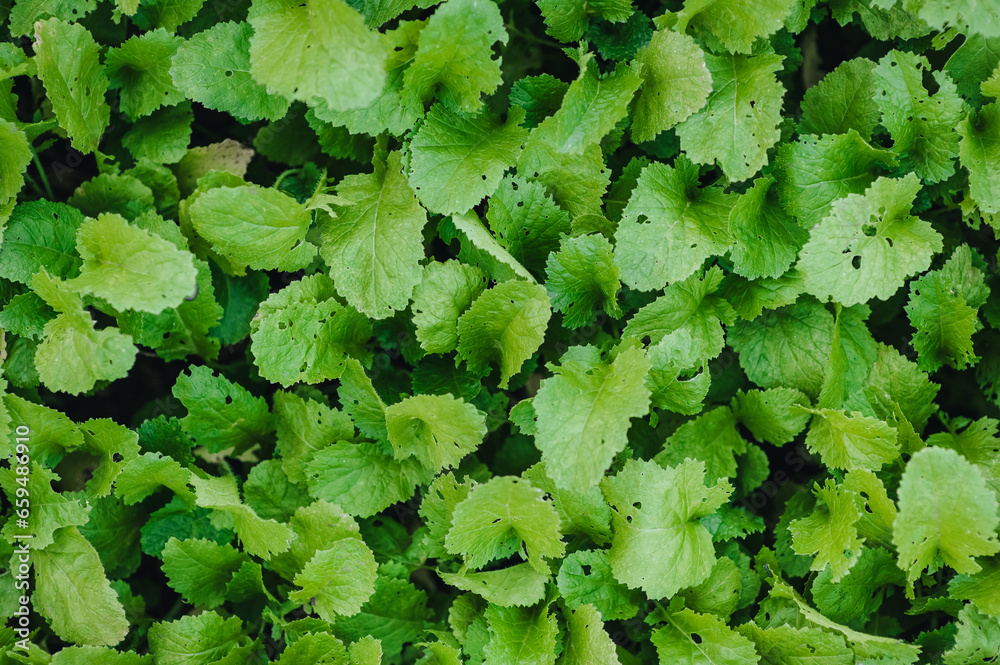 Background, texture of green mustard leaves in a garden on a plantation. Photography, nature, growing plants, top view. Background, texture of green mustard leaves in a garden on a plantation. Photography, nature, growing plants, top view.