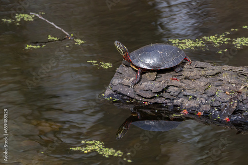Painted turtle basking in the sun on a log showing off its reflection in the water 