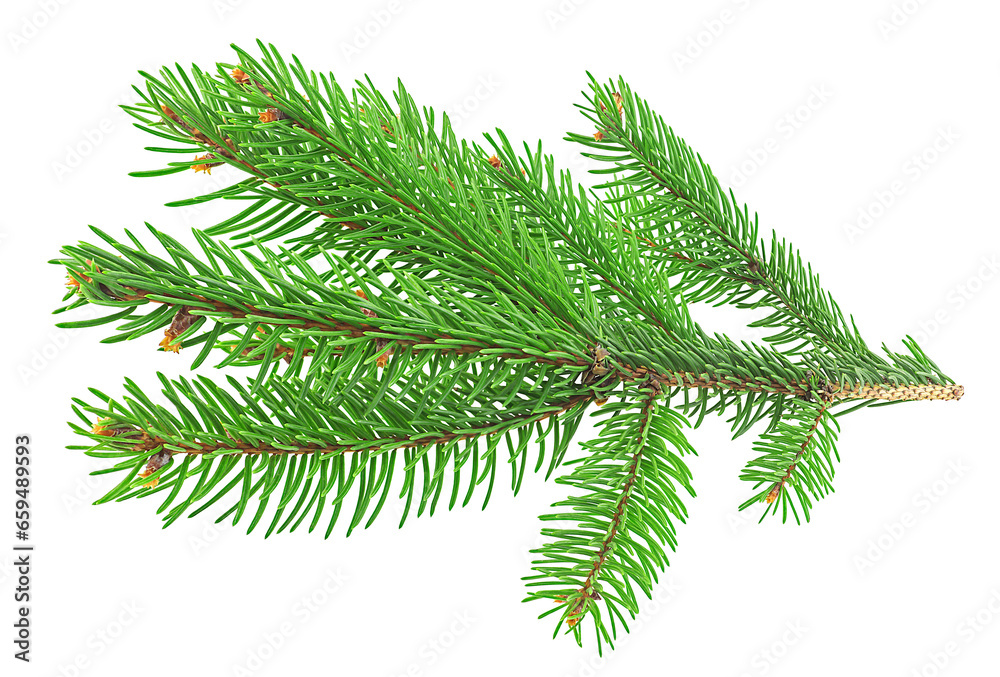 Naklejka premium Green fir branch for Christmas isolated on a white background