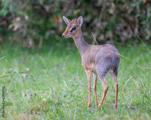 Fotografija Dik-dik, Masai Mara, Kenya
