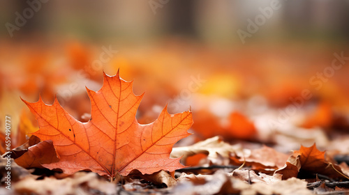 Closeup of red autumn leaves on ground (ID: 659490777)