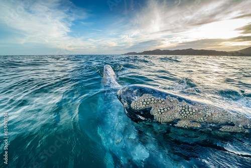 grey whale at sunset in baja california sur, mexico