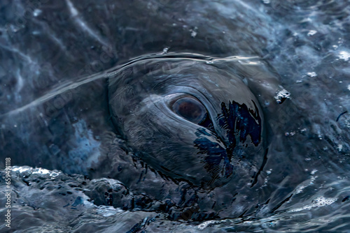 detail of eye of a grey whale in baja california sur, mexico