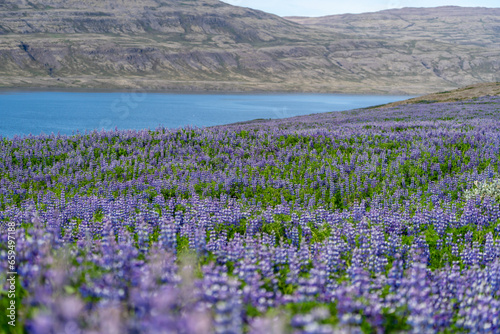 Beautiful purple lupine in the summer sunshine - Iceland