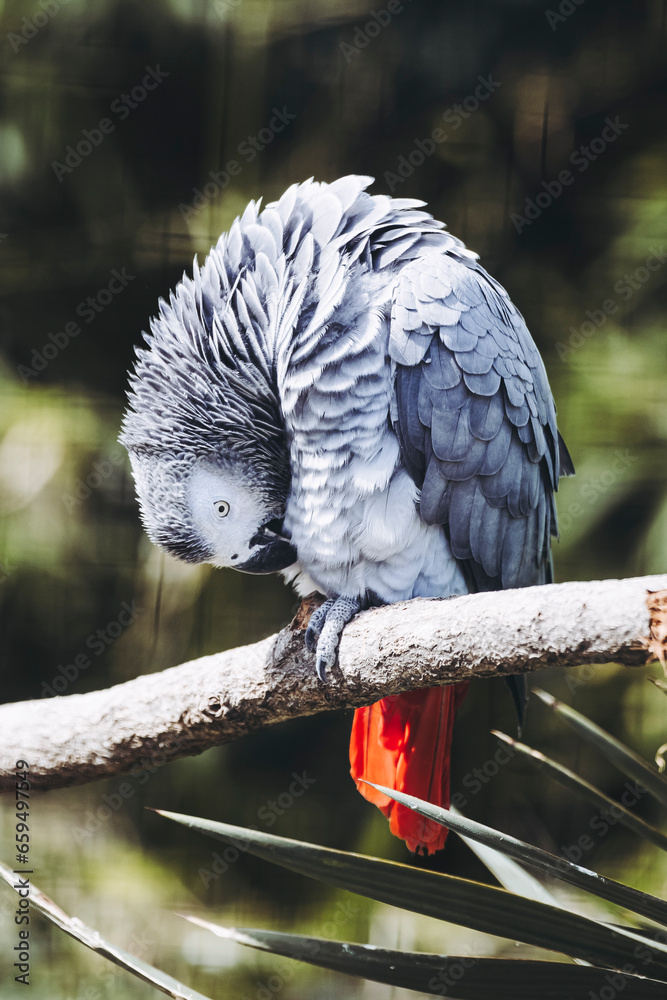 Obraz premium Portrait d'un magnifique perroquet gris du Gabon ou Psittacus erithacus