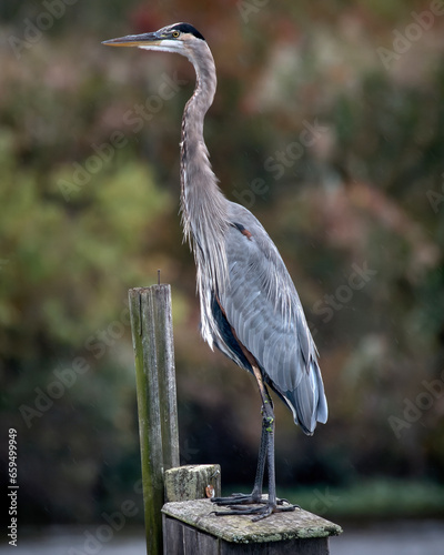 A Grest Blue Heron sits atop a nestbox in the rain.