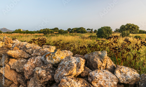 A landscape with a meadow, olive trees and a stone wall illuminated by the morning sun