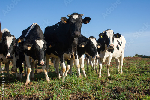 zootecnia, mucche © salvatore