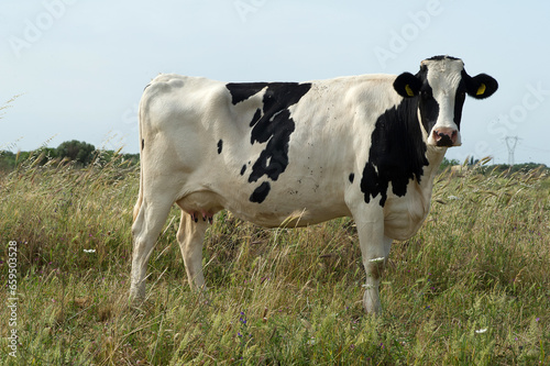 zootecnia  mucche