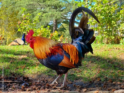 Rooster on the green grass sin the garden