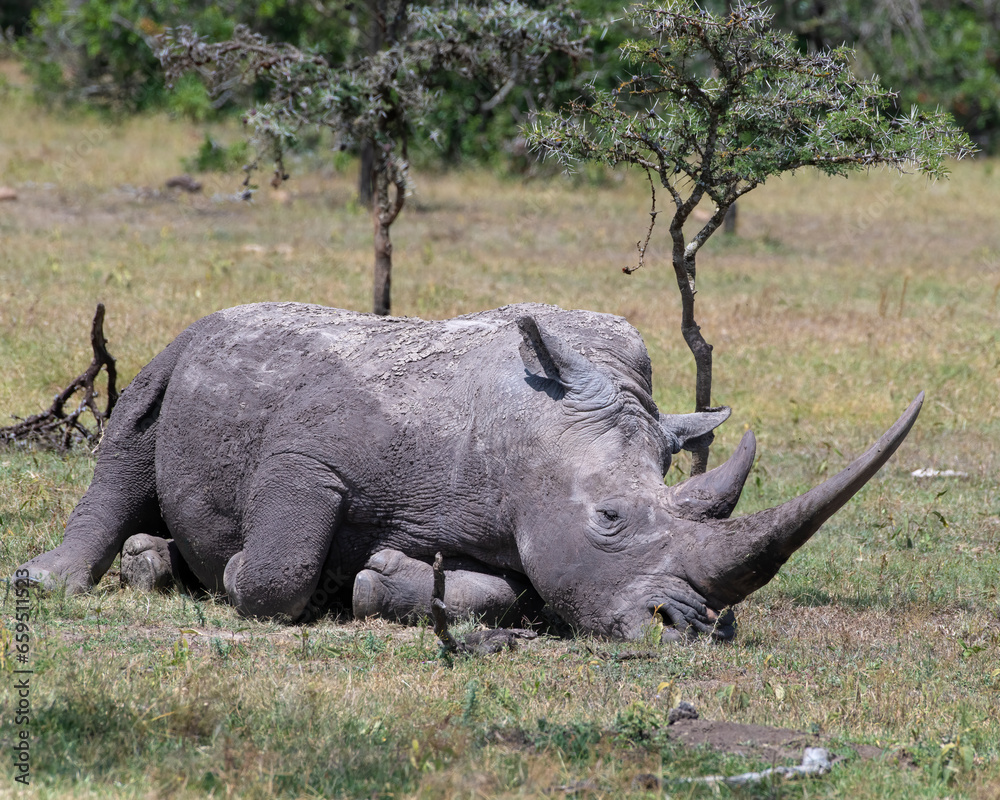 Obraz premium White Rhino, Masai Mara, Kenya
