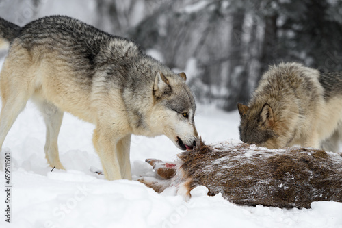Grey Wolf (Canis lupus) Licks at Body of White-Tail Deer Winter © hkuchera