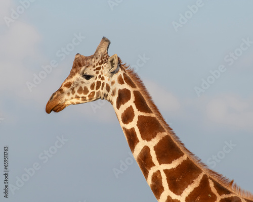 Reticulated Giraffe  Masai Mara  Kenya