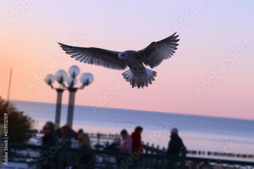 Seagull in flight in Kuhlungsborn, Germany © Natalia