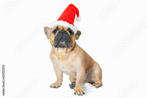 French bulldog wearing a santa hat in front of a white background © Andrey
