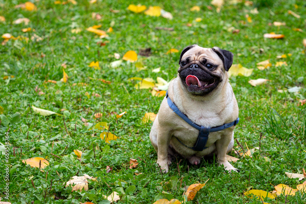 Small pug dog in autumn park on the grass among fallen leaves