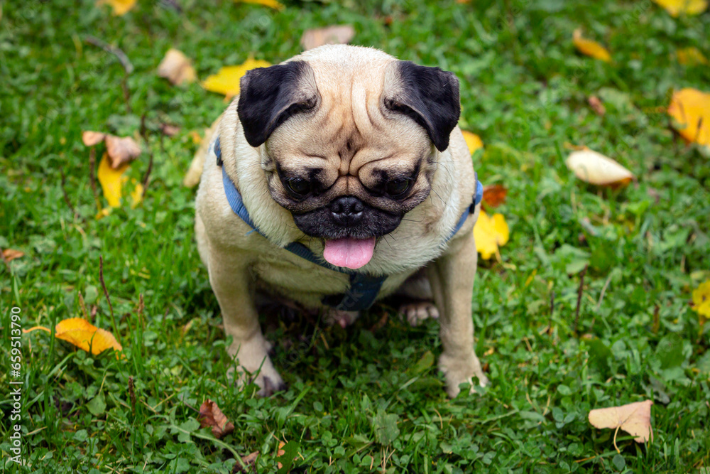 Fototapeta premium Small pug dog in autumn park on the grass among fallen leaves