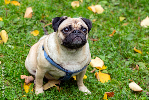 Small pug dog in autumn park on the grass among fallen leaves