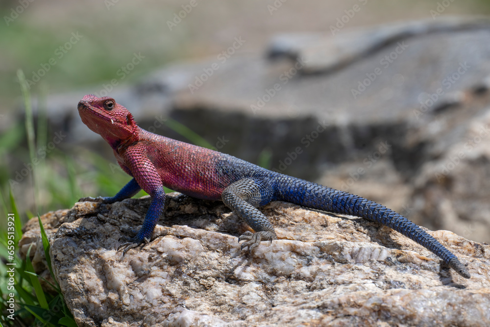 Male Red-headed Agama, Masai Mara, Kenya Male Red-headed Agama, Masai Mara, Kenya