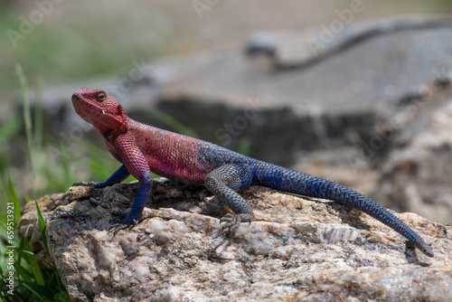 Canvas Print Male Red-headed Agama, Masai Mara, Kenya