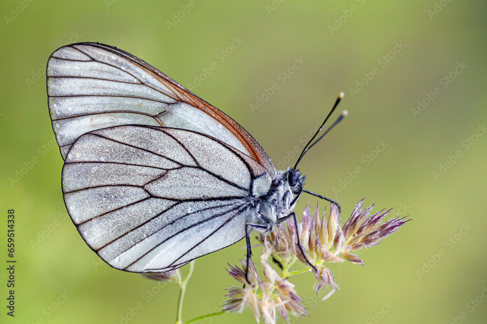 Aporia crataegi, the black-veined white, is a large butterfly of the family Pieridae. Aporia crataegi, the black-veined white, is a large butterfly of the family Pieridae.