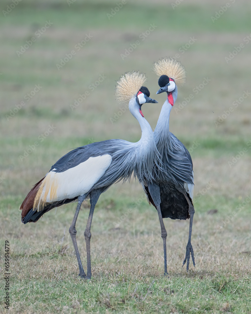Fototapeta premium Gray Crowned Crane, Masai Mara, Kenya