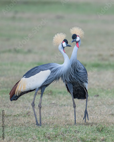 Gray Crowned Crane  Masai Mara  Kenya