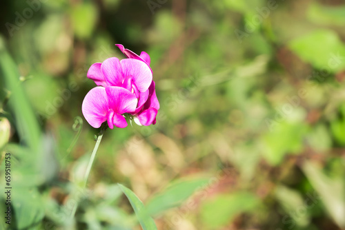 a sweet pea flower close-up